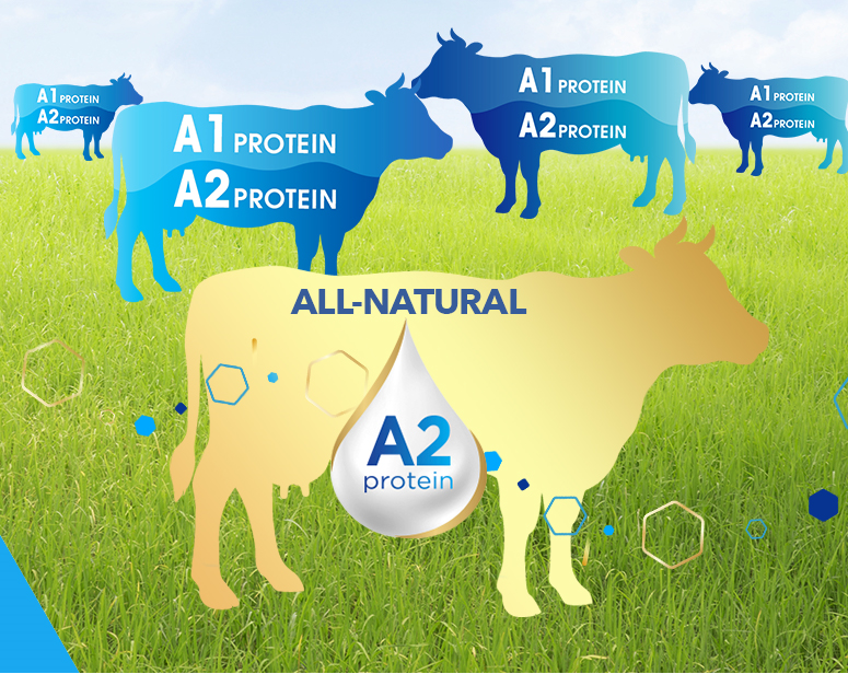 What Is A2 Milk Protein Enfagrow A Philippines